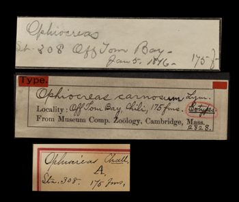 Media type: image;   Invertebrate Zoology OPH-2828 Aspect: labels